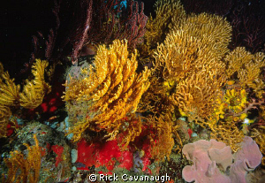 reef scene film,  Velvia by Rick Cavanaugh 